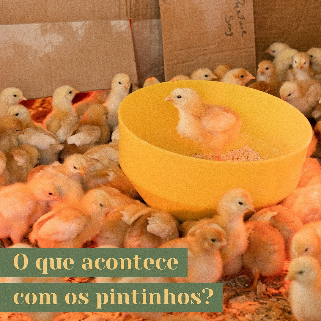 O que acontece com os pintinhos